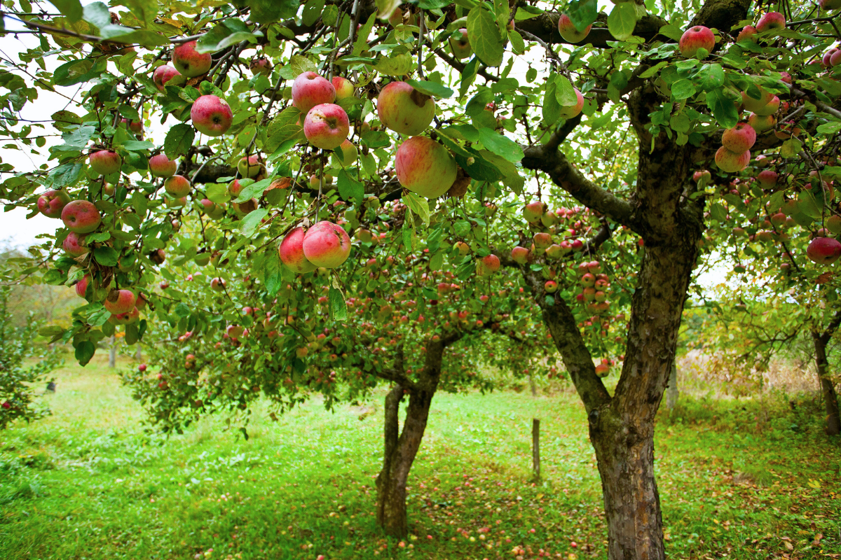 Etsitkö ammattitaitoista omenapuun leikkausta Oulusta? Oulun paikalliset palveluntarjoajat varmistavat, että omenapuusi pysyy siistinä ja elinvoimaisena jokaisena vuodenaikana.