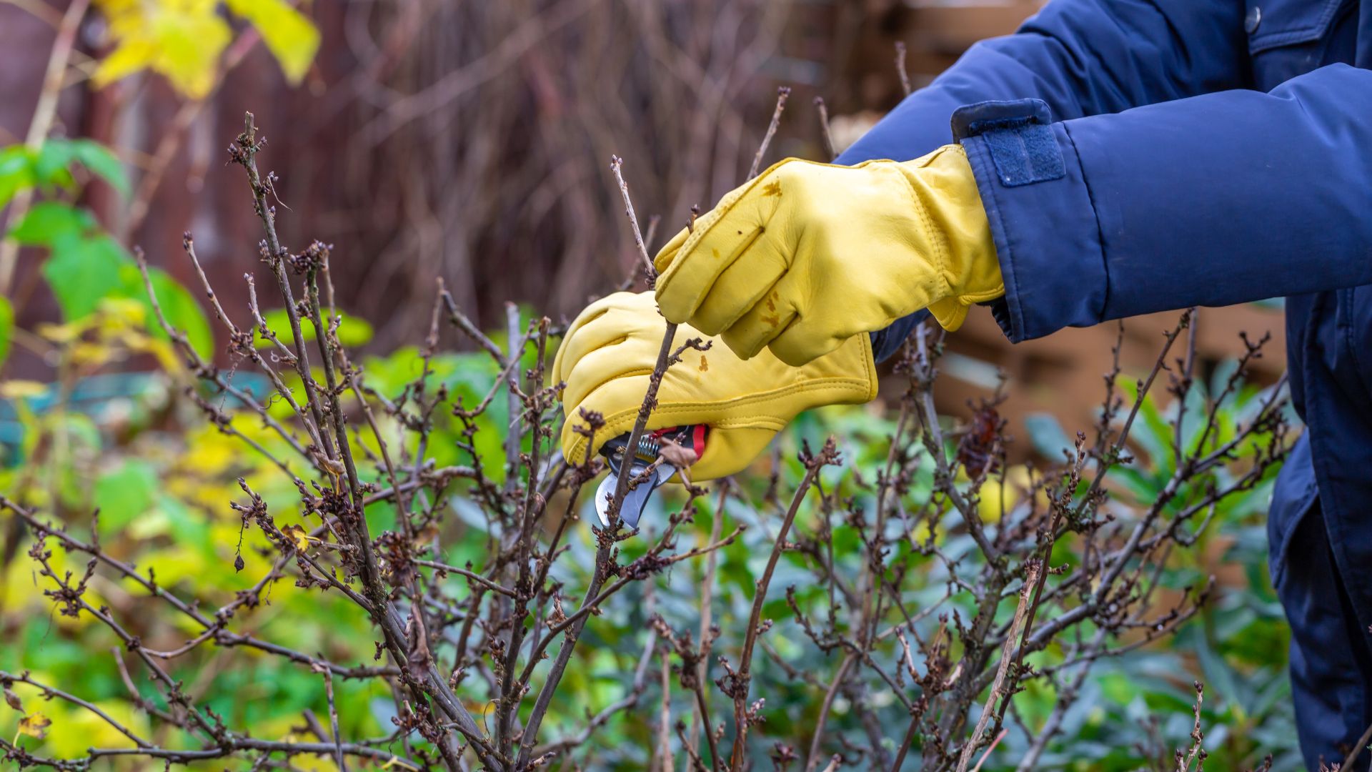 Tutustu paikallisiin yrityksiin ja pyydä tarjous viinimarjapensaan leikkauksesta Helsingissä.