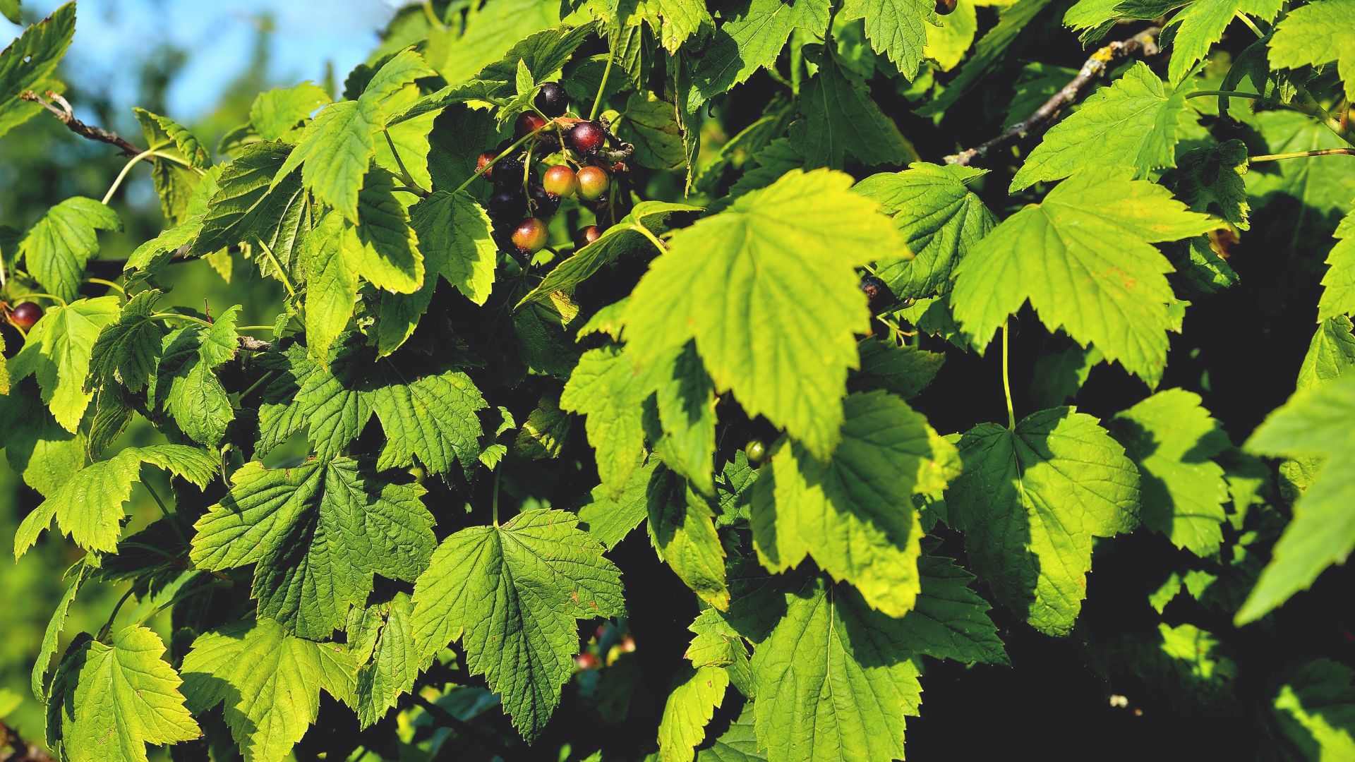 Tutustu alueesi yrityksiin ja pyydä tarjous mustaherukan leikkauksesta Helsingissä.