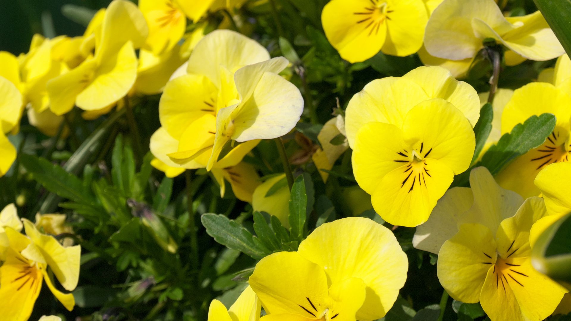 Tutustu paikallisiin yrityksiin ja pyydä tarjous pensashanhikin leikkauksesta alueella Helsinki.