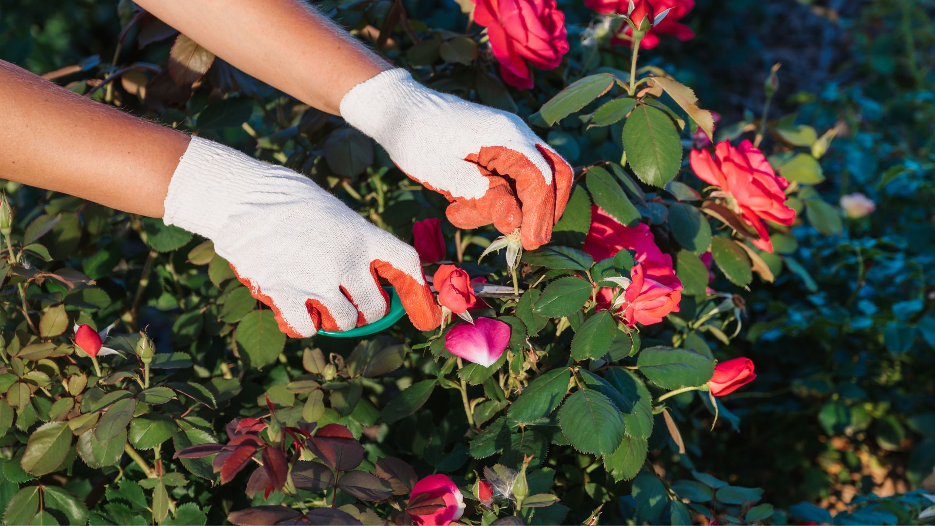 Tutustu alueesi yrityksiin ja pyydä tarjous ruusupensaan leikkauksesta Helsingissä.