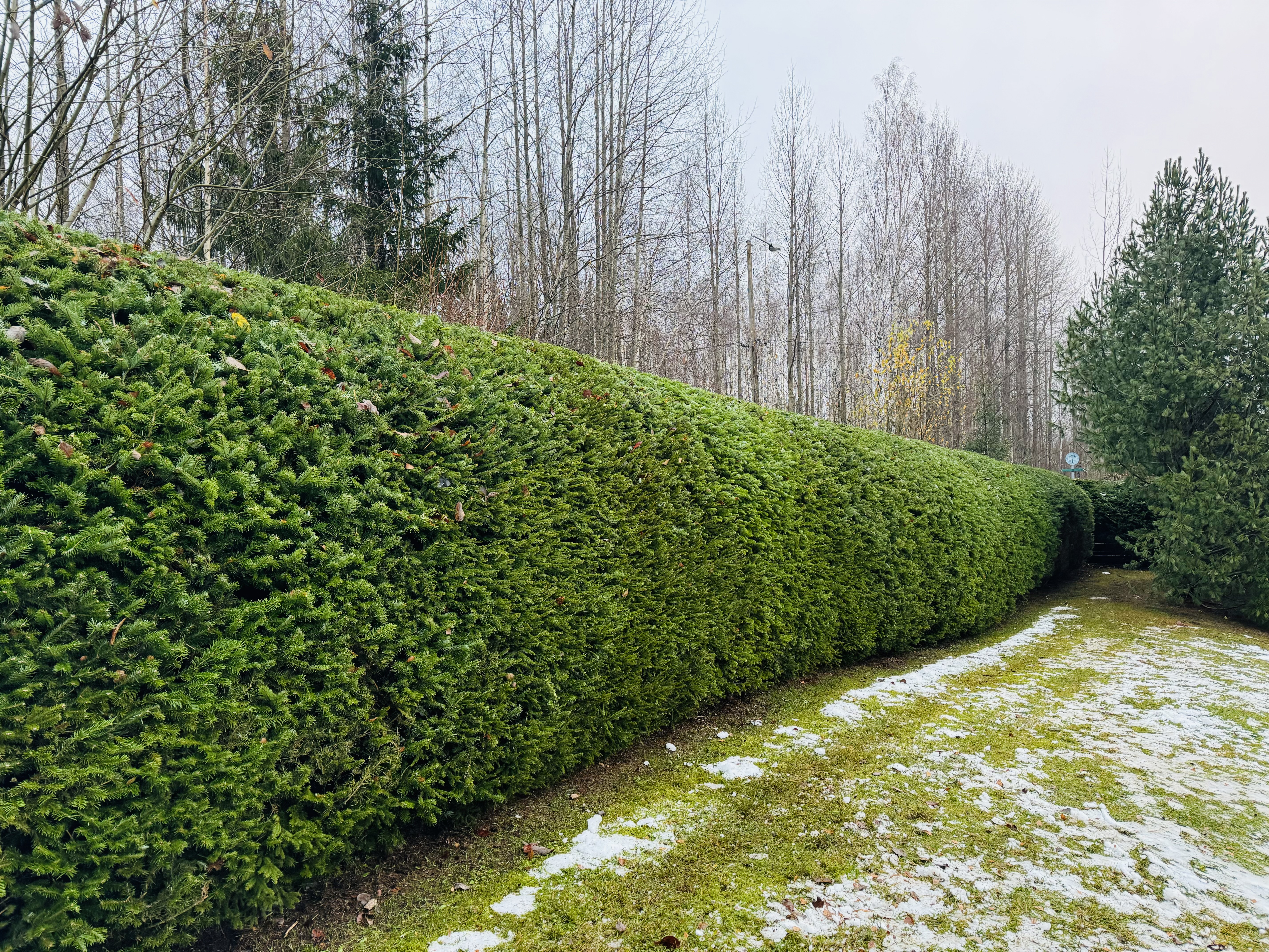 Etsitkö ammattitaitoista kuusiaidan leikkausta Oulusta? Kuusiaidan leikkaukseen Oulun paikalliset palveluntarjoajat varmistavat, että kuusiaitasi pysyy siistinä ja elinvoimaisena jokaisena vuodenaikana.