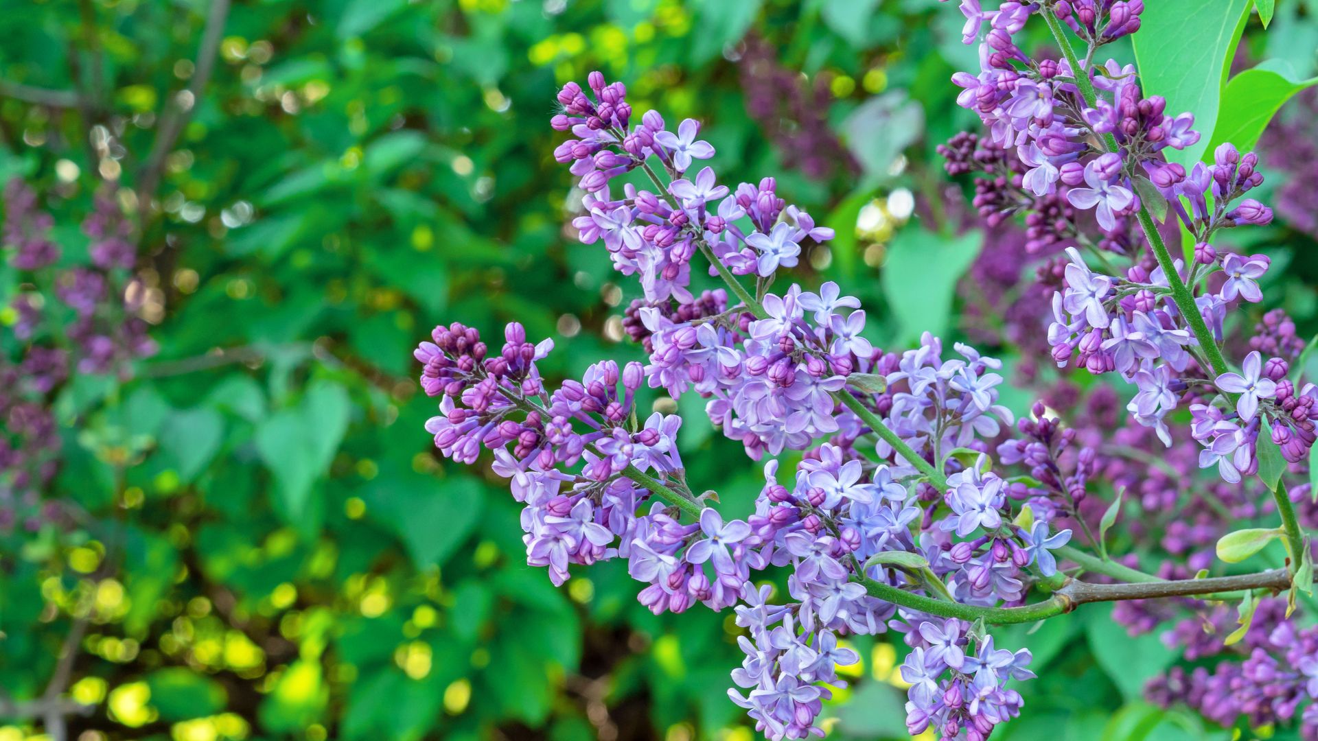 Tutustu paikallisiin yrityksiin ja pyydä tarjous syreenin leikkauksesta alueella Helsinki.