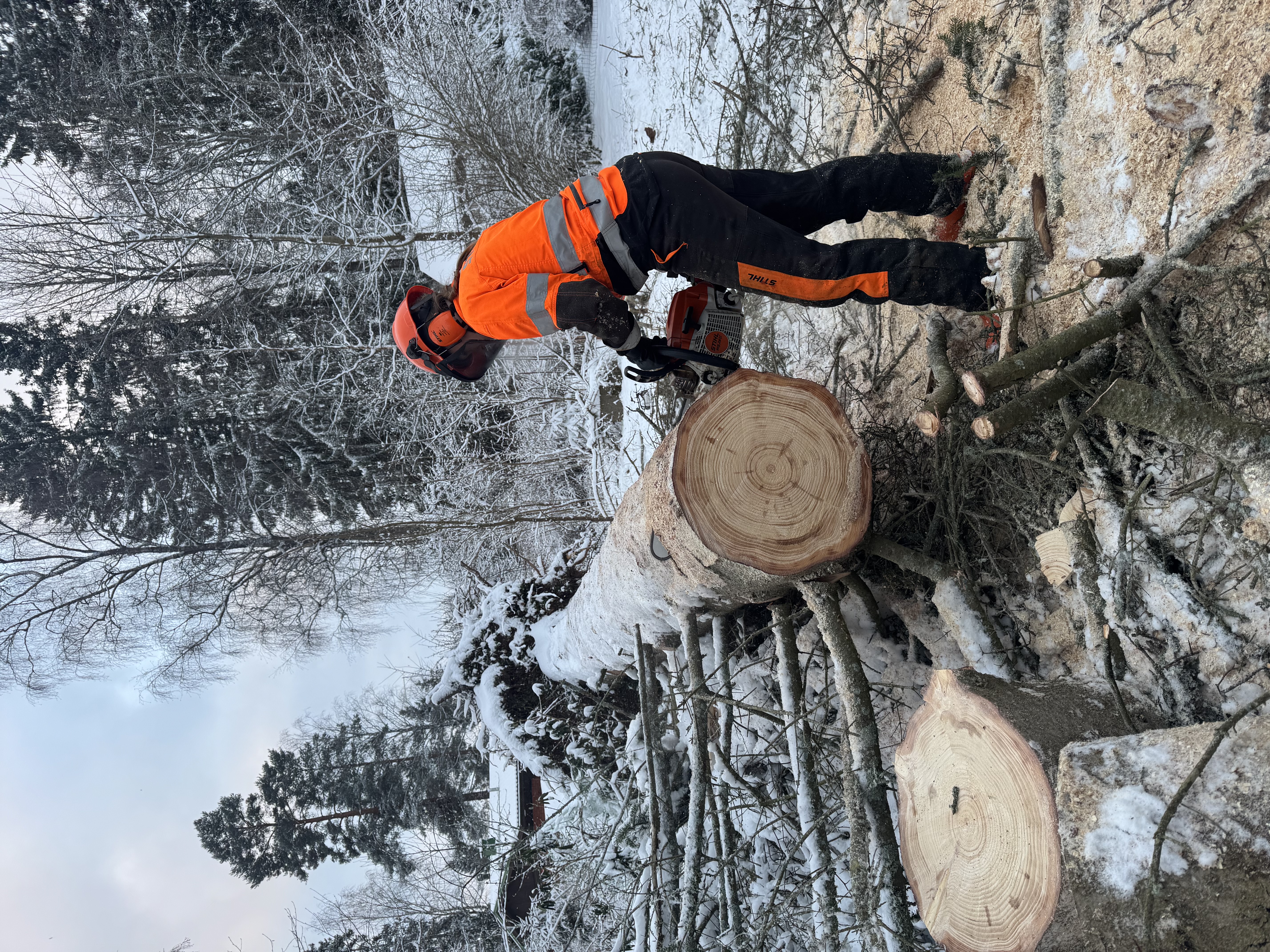 Etsitkö puunkaatajaa Oulusta? Oulun paikalliset palveluntarjoajat varmistavat, että pihasi puut kaadetaan turvallisesti ja oikeaoppisesti.