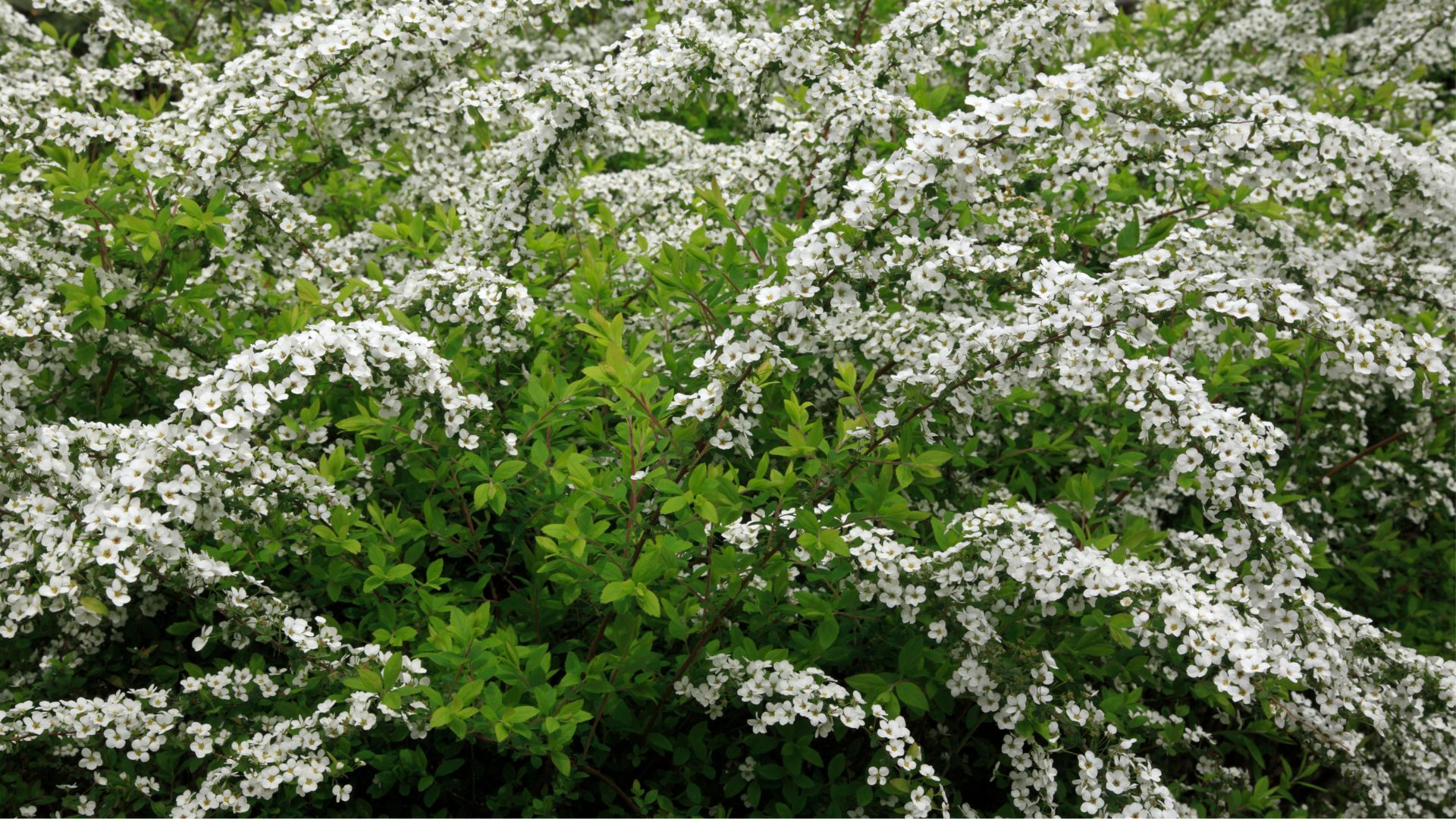 Tutustu paikallisiin yrityksiin ja pyydä tarjous norjanangervon leikkauksesta alueella Helsinki.