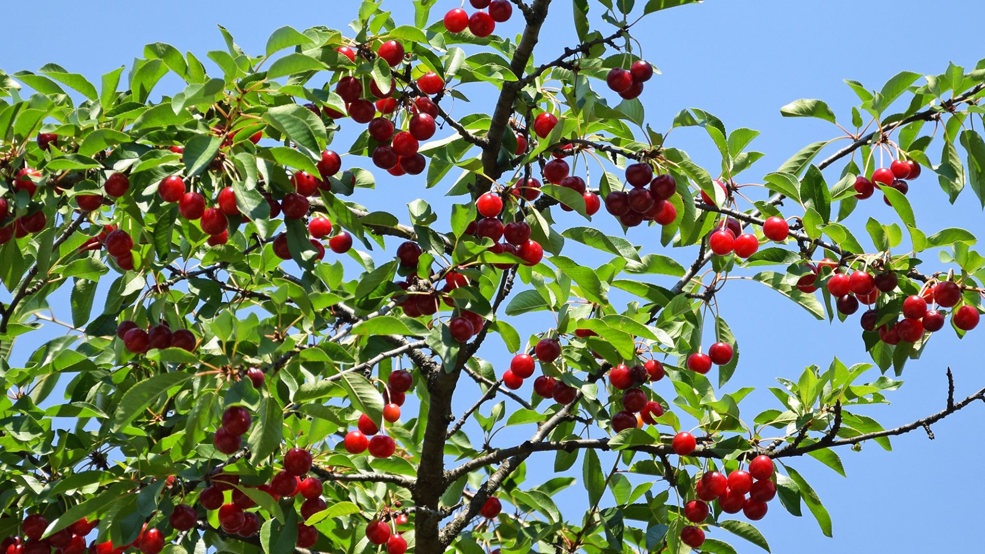 Tutustu alueesi yrityksiin ja pyydä tarjous kirsikkapuun leikkauksesta Helsingissä.