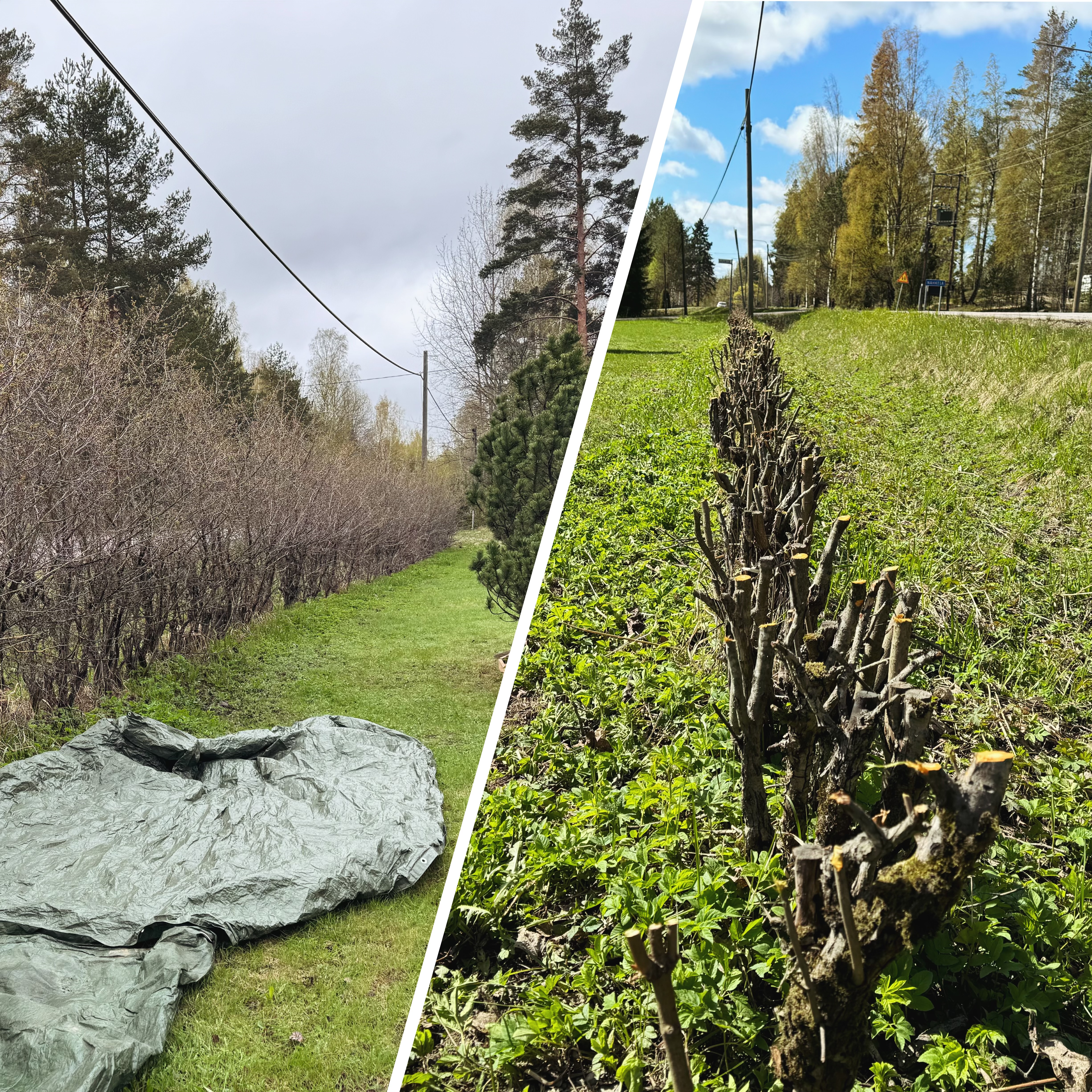 Etsitkö ammattitaitoista yritystä alasleikkaamaan orapihlaja-aitasi? Helsingin paikalliset palveluntarjoajat leikkaavat orapihlaja-aidan alas tehokkaasti ja sen uutta kasvua edistäen.