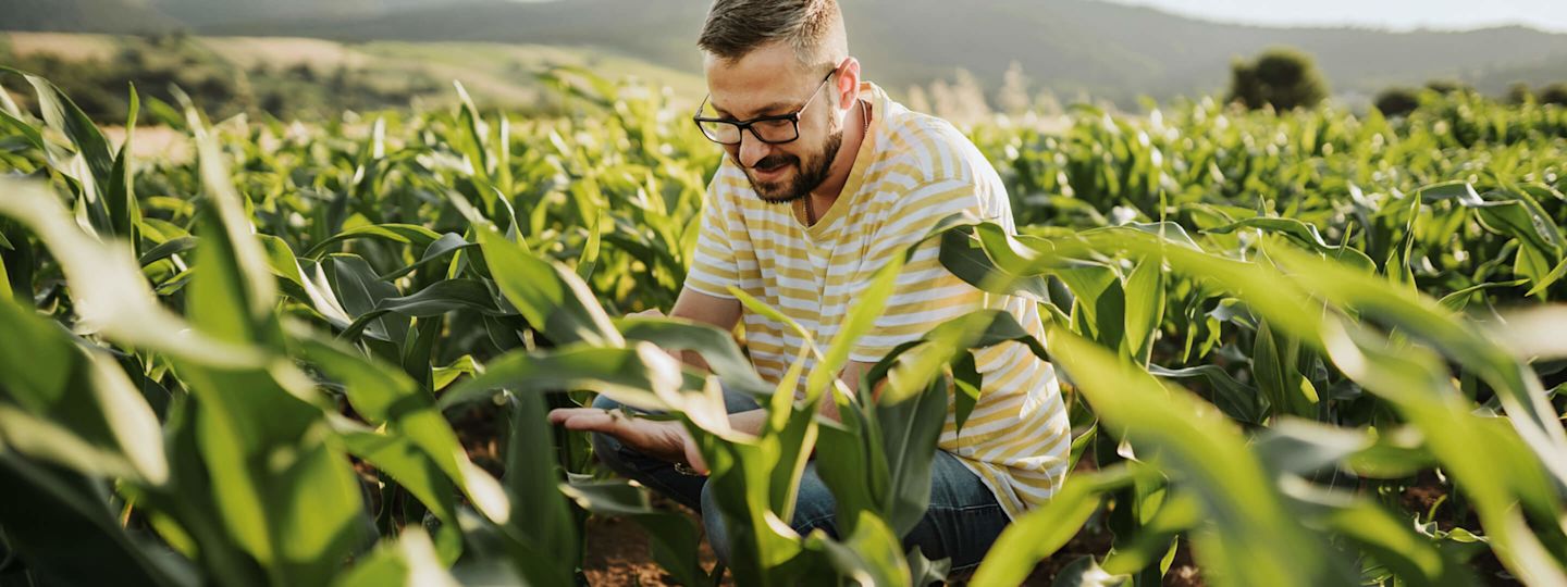 Biogas wir auch aus nachwachsenden Rohstoffen erzeugt  Ein junger Mann kniet im grünen Maisfeld