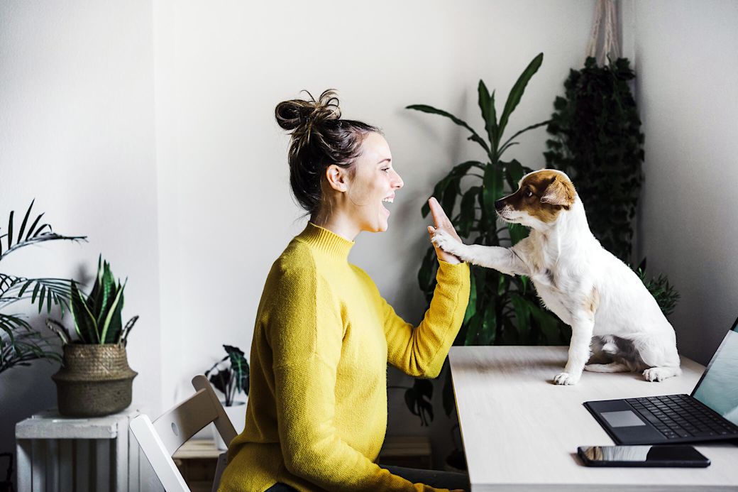 Zuhause sicher versorgt mit Strom und Gas Frau am Schreibtisch mit Hund im Home-Office machen High Five