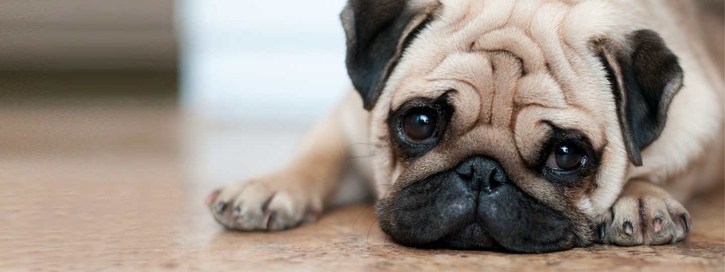 Du willst uns ganz sicher verlassen? Mops (Hund)