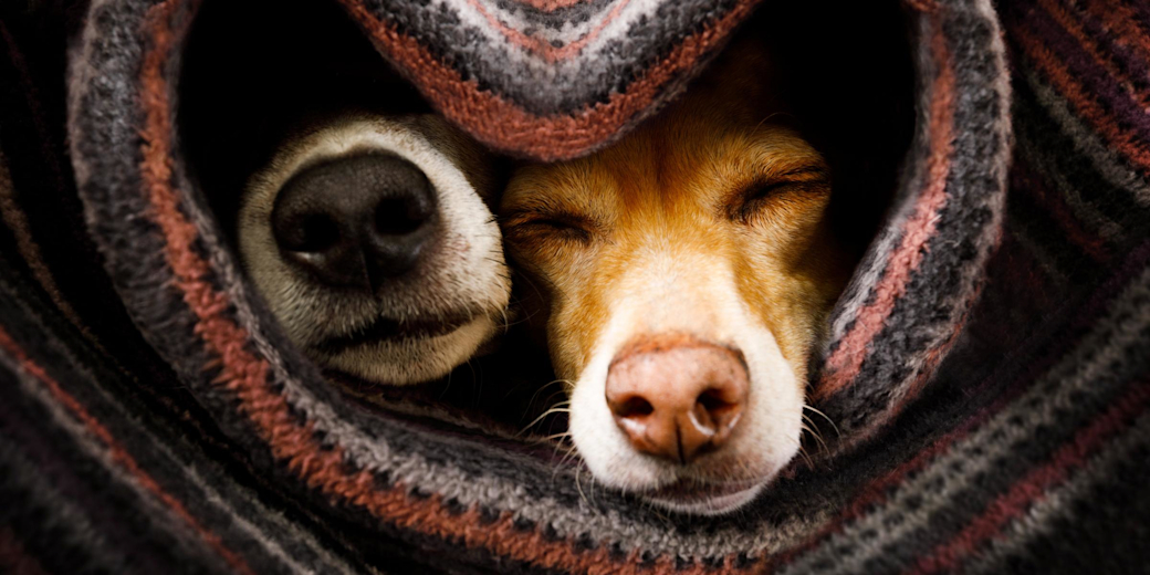 Zwei Hunde liegen unter einer Decke.
