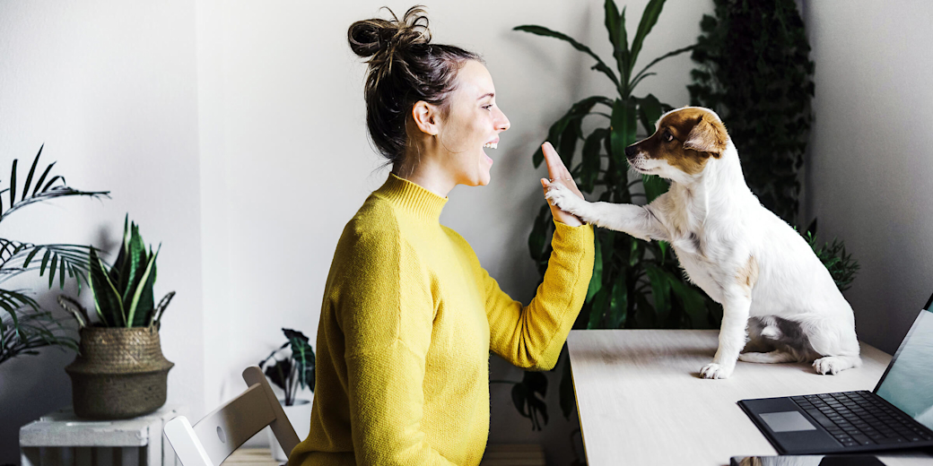 Mit 24 Stunden Lieferantenwechsel easy zum neuen Stromanbieter Frau am Schreibtisch mit Hund im Home-Office machen High Five