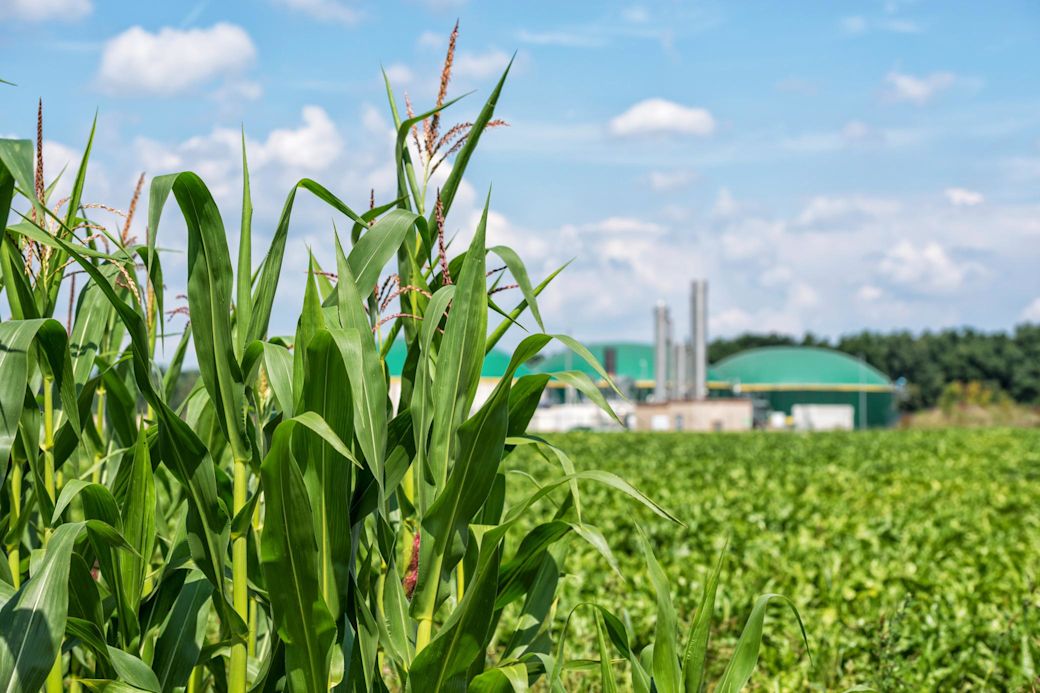 Biogasanlage im Sommer hinter einem Maisfeld