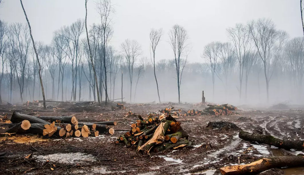 cut trees