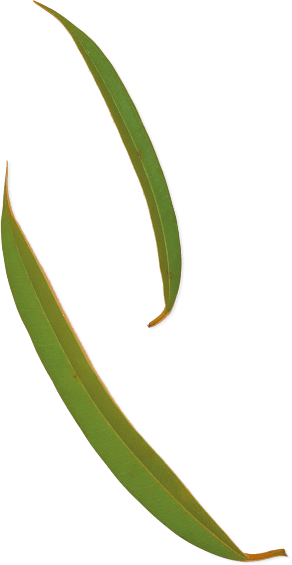 Two Pretty Leaves