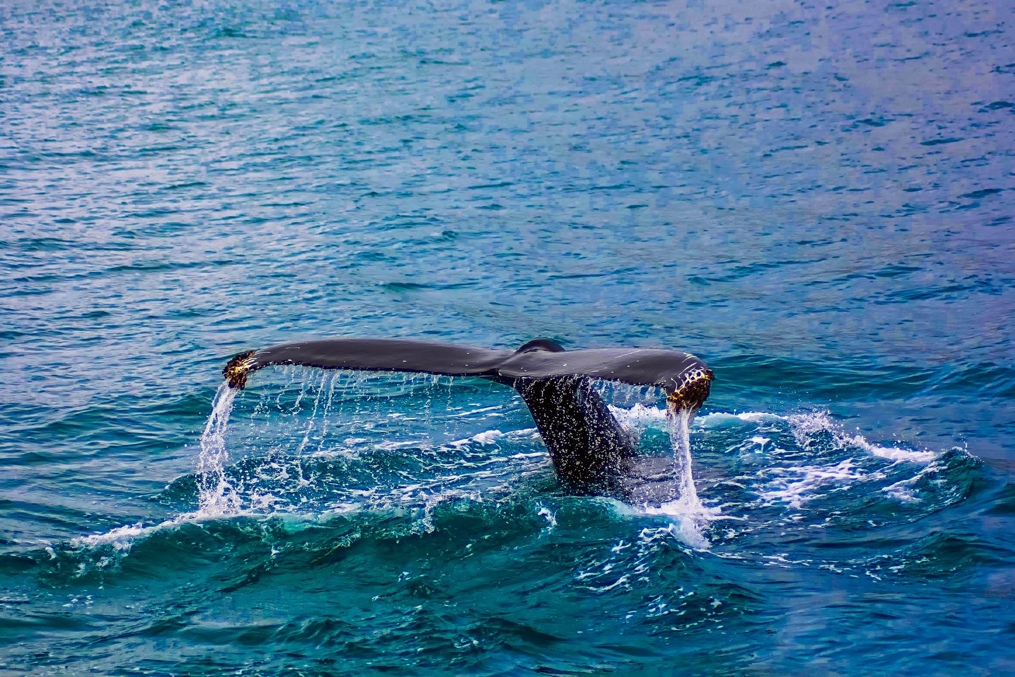 action-animal-beach-417196