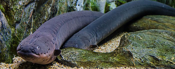 electric-eel-1024px-700x278