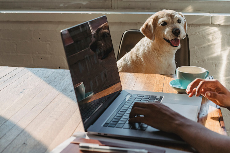 Self employed person working from home with their dog browsing the health insurance marketplace to ensure they have affordable health insurance plans