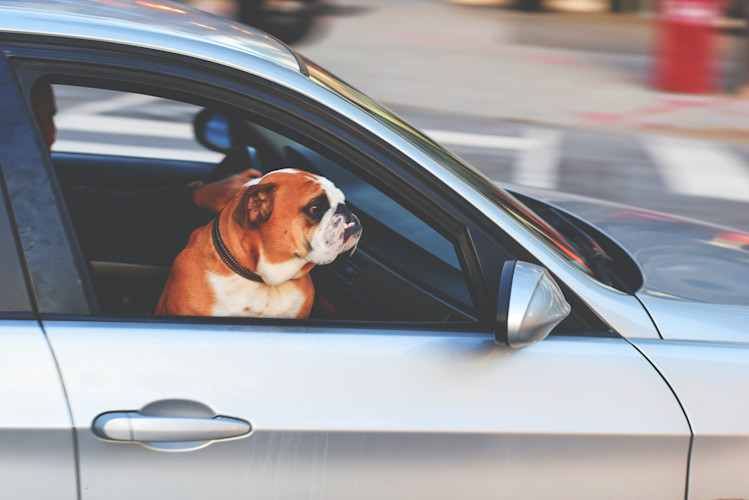 Bulldog Riding with owner in a recently purchased car that is covered with auto insurance