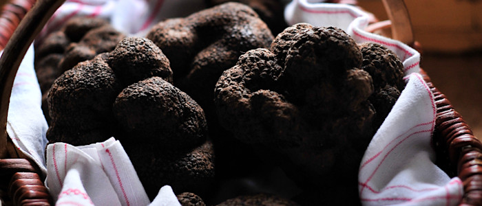 ok-Truffes © Cochise Ory - Vallée de la Dordogne
