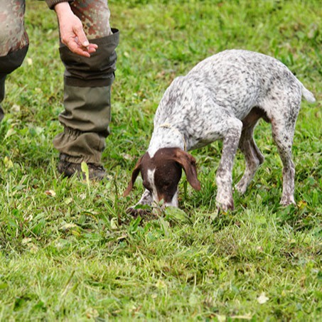 Truffes avec un chien truffier