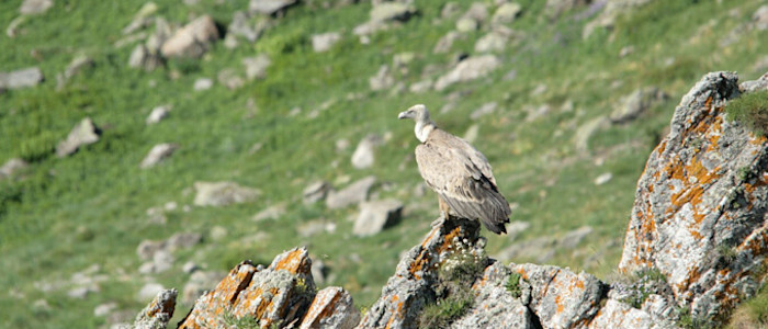 pays-basque-foret-iraty-jumelles