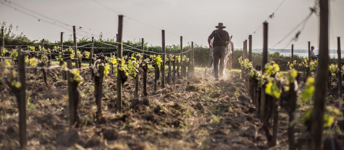 VIGNOBLES BORDELAIS VIGNOBLES BORDELAIS