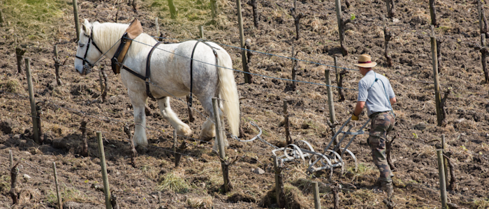 clos de l'échauguette