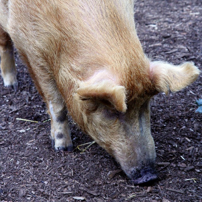 Truffes avec cochon