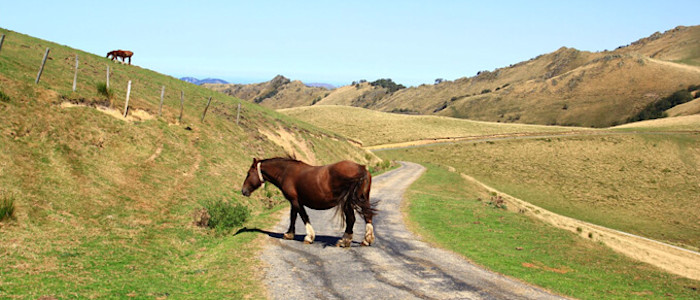 pays-basque-foret-iraty-cheval