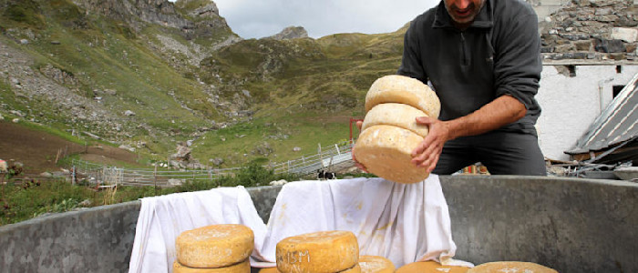 Berger fromage estive