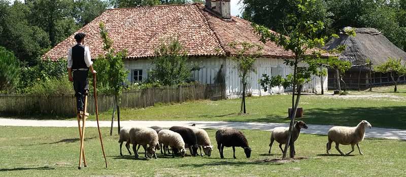 Marquèze, une journée dans un airial landais