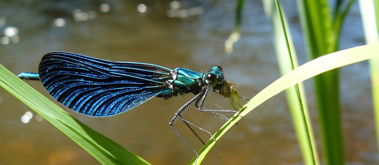Libellule PNR Limousin Libellule PNR Limousin