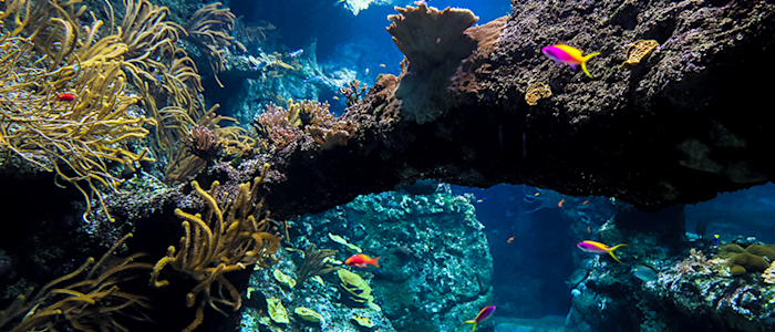 Bassins tropicaux - Aquarium de Biarritz