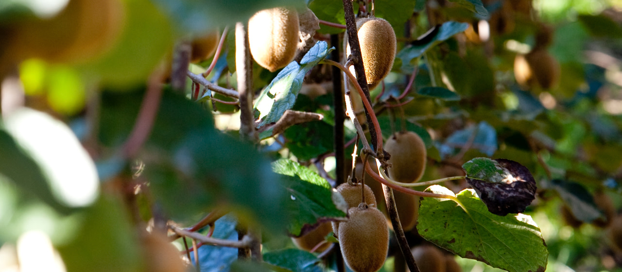 Kiwi - arbre Kiwi - arbre