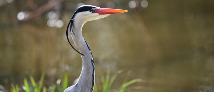 Oiseaux du Marais Poitevin