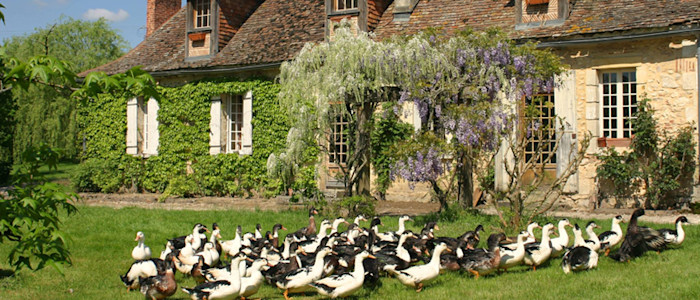 Les canards de la ferme de Biorne