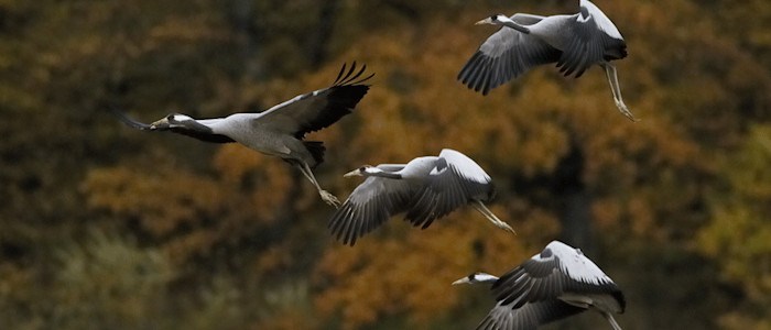 grues cendrées - PNR Landes de Gascogne
