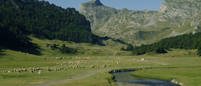 Transhumance des Brebis