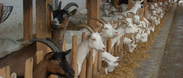 chevres du poitou, france