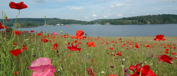 Copyright-Laetis-CRTNA-Prairie fleurie a Vassivieres-1454-800