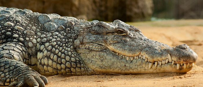 Crocodile