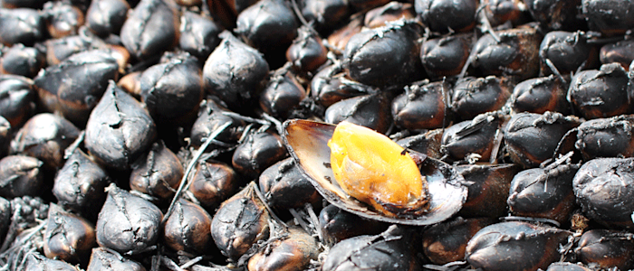 Églade de moules