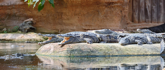 Planète des crocodiles