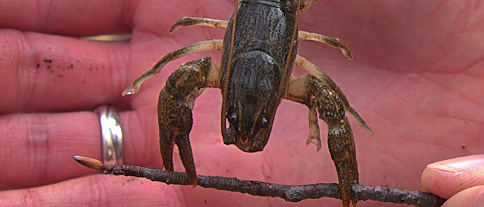 barbara baldocchi de Pixabayfreshwater-crayfish-4494383 1920-800