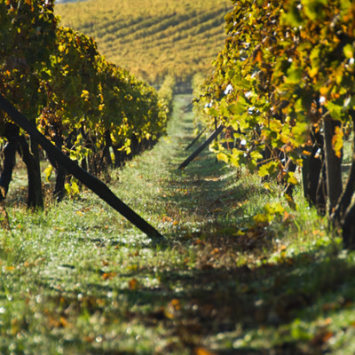 Vignoble de Cognac