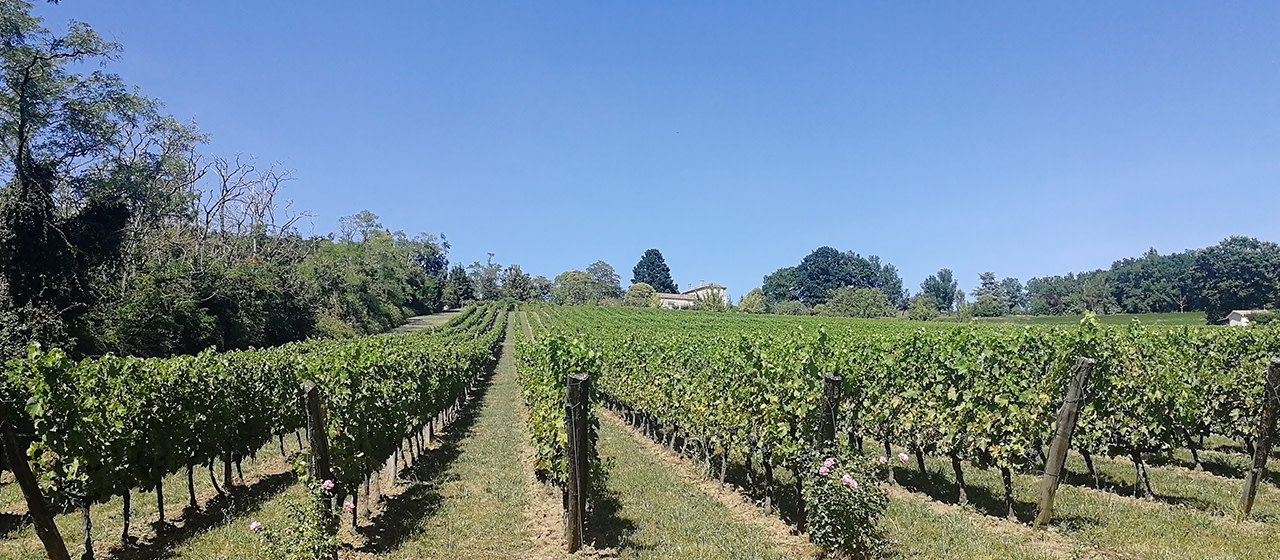 Vignes Marmande Vignes Marmande