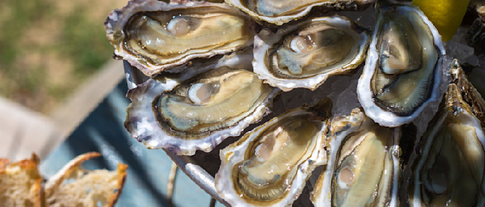 Dégustation d'huitres sur le Bassin d'Arcachon _ Cabane 171