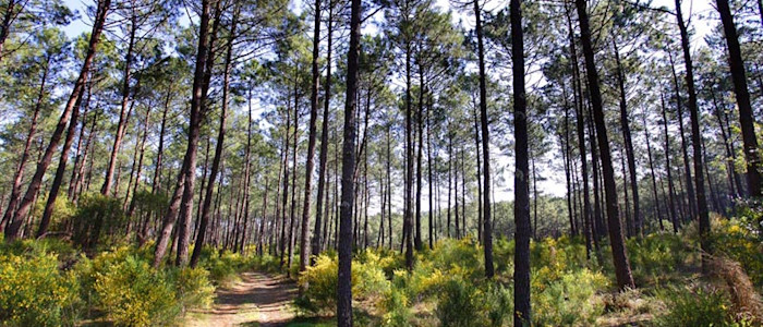 Forêt des Landes