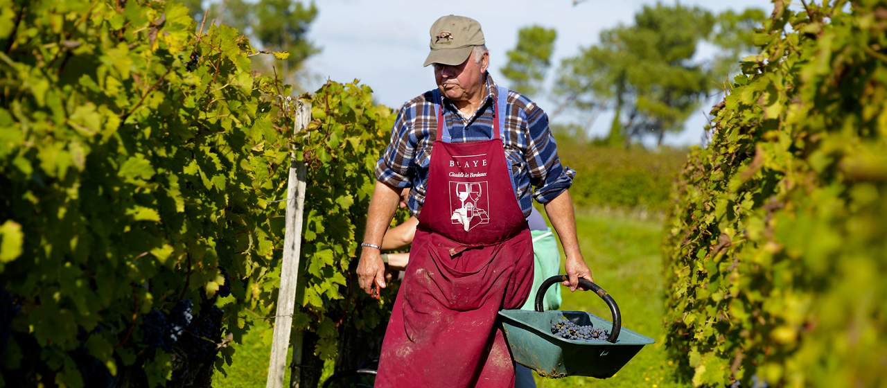 Vendanges Blaye